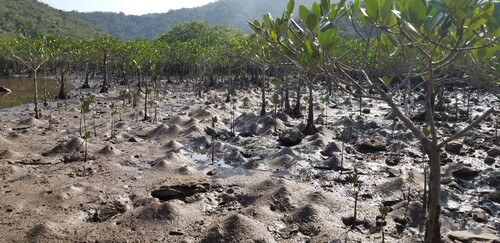 Invertebrate animals influence many ecological functions of mangrove forests, like the change in surface topography caused by the mounds of burrowing crustaceans at Sam A Chung, located in the northeastern part of Hong Kong. Photo credit: Joe S Y Lee
